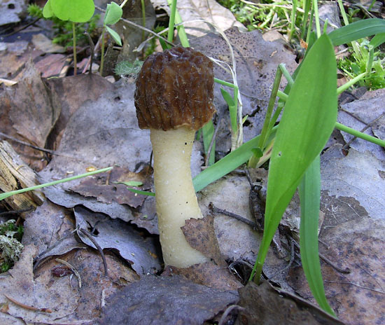Условно-съедобный гриб сморчковая шапочка 