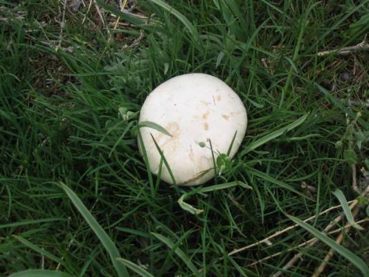 Съедобный белый степной гриб