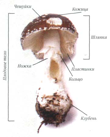 Свойства и строение грибов