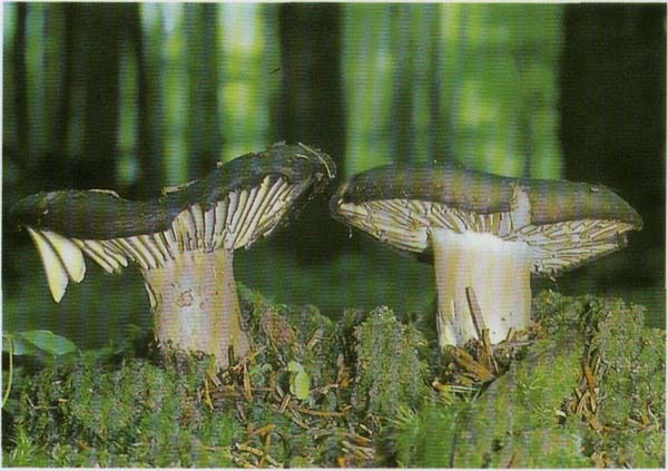 Условно съедобные грибы сыроежки