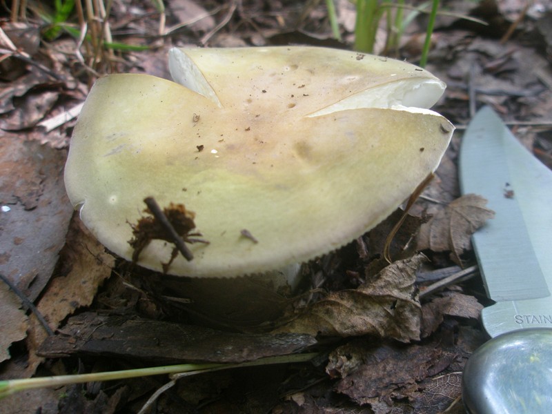 Съедобный гриб сыроежка оливковая
