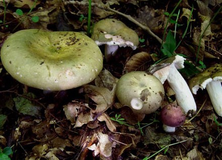 Съедобный гриб сыроежка зеленая