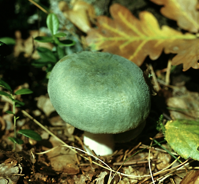Съедобный гриб сыроежка зеленоватая