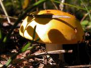 Съедобный гриб сыроежка светло-жёлтая