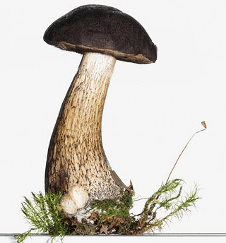 Съедобные грибы сыроежки