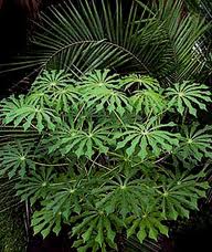 Лекарственное растение ятрофа янифа
