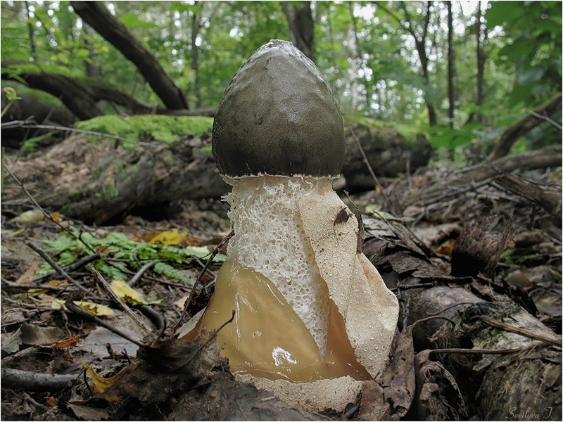 Лечебные свойства гриба весёлка обыкновенная