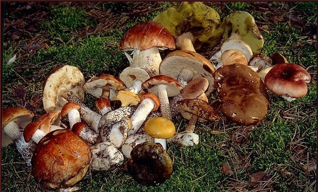 Культивация грибов в саду