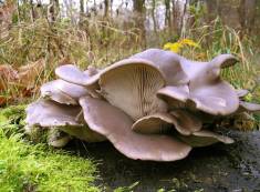 Виды съедобных грибов вешенки