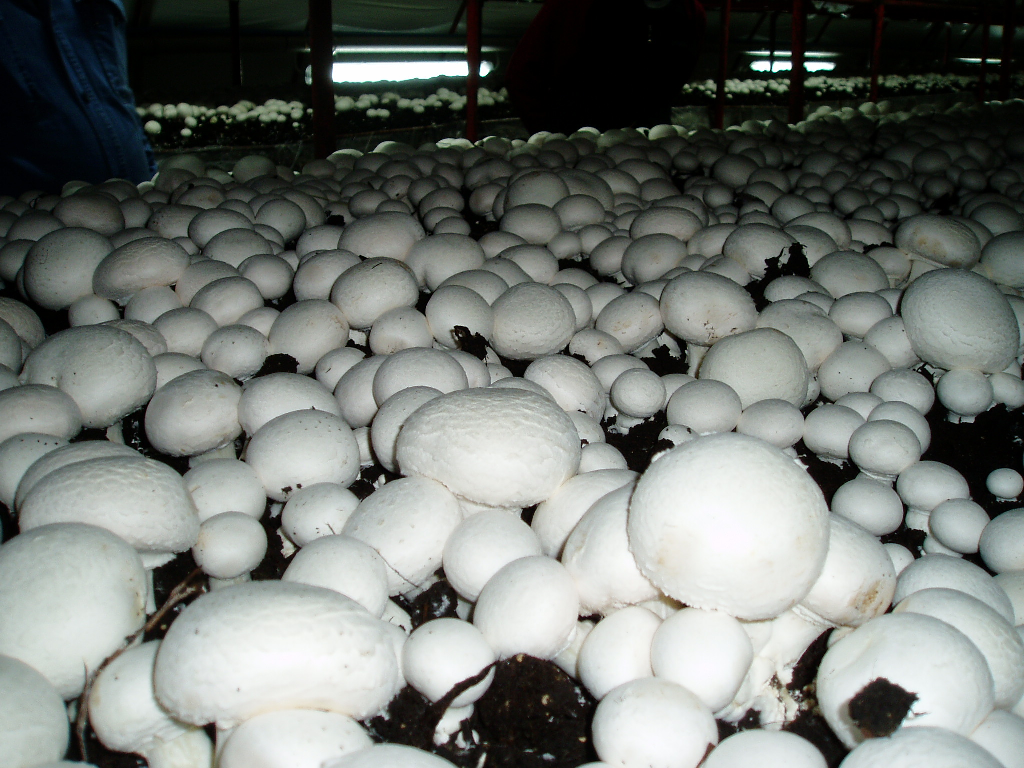 Культивация грибов