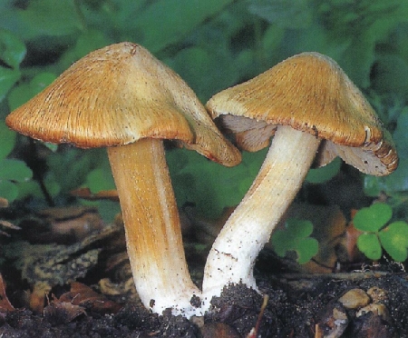 Ядовитый гриб волоконница патуйяра