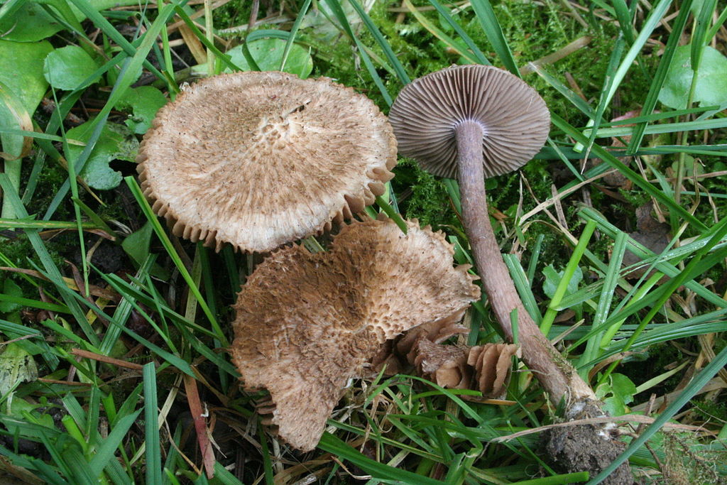 Ядовитые грибы волоконница