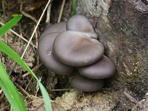 Способ выращивания грибов на древесных пеньках 