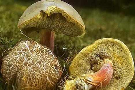 Съедобный гриб моховик трещиноватый