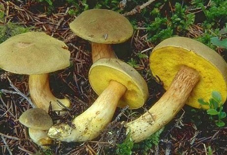 Съедобный гриб моховик зеленый
