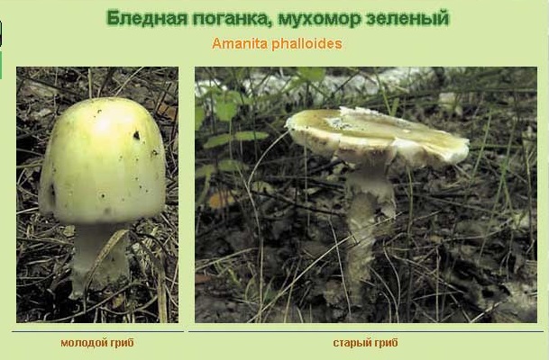 Отравление ядовитыми грибами
