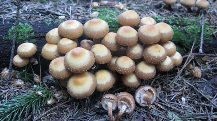 Ядовитые грибы в лесах подмосковья