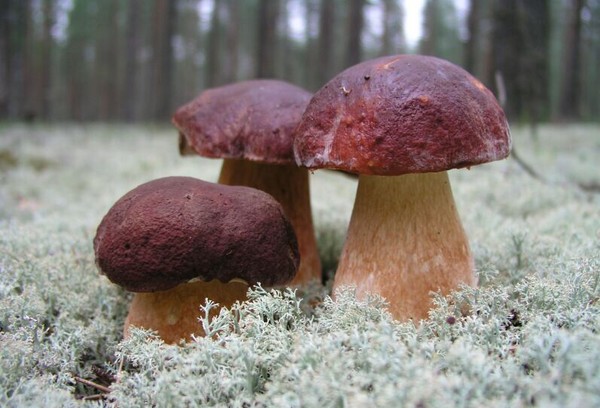Роль грибов в биосфере