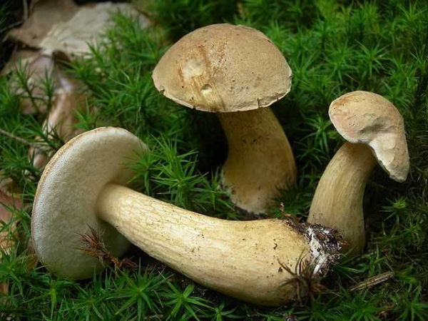 Целебные свойства грибов