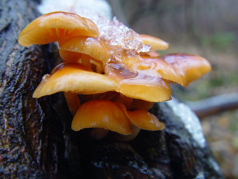 Сбор грибов зимой